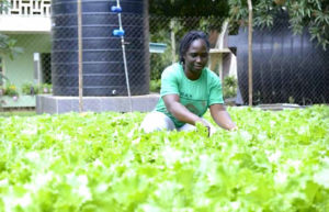 Agrobusiness training, St. Louis Secondary School, Kumasi, Ghana