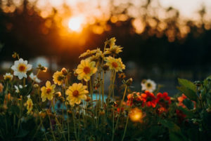 Flowers in a Field