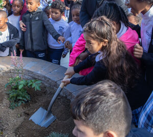 Gardening to celebrate the 65th Anniversary of St. Mary's School.