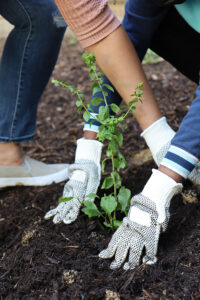 Planting